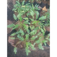 PHILODENDRON XANADU LIVE PLANT