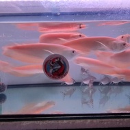 READY STOCK ikan arwana silver albino