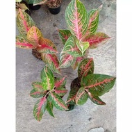 ADELIA - TANAMAN HIAS AGLAONEMA AGLONEMA MAS.BIAN