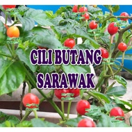 20 BIJI BENIH CILI BUTANG SEED