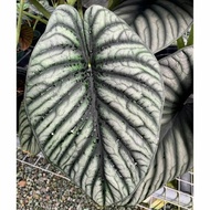 [Reg] Bonggol Alocasia Nebula Imperalis Silver Bagian Bawah Sudah Di