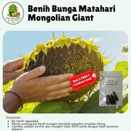 (4pcs) Biji benih BUNGA MATAHARI MONGOLIAN GIANT sunflower seeds
