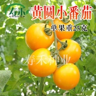 黃圓小番茄種子 種籽 單果重25克左右抗病超甜黃色聖女果高產櫻桃番茄sgxx