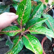 AGLAONEMA RED RIB /RED RIB AGLAONEMA