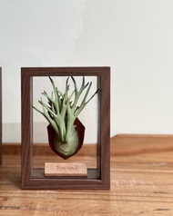 皮革製 P. veitchii 立葉銀鹿鹿角蕨相框_送禮/收藏