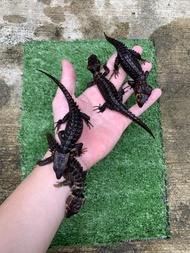 red eye crocodile skink sepasang