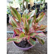 Aglaonema Red Lipstick | Golden Red | Aglaonema Siam | Keladi Viral | Indoor Plant | Senang Tanam