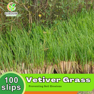 ✔PREVENT FOR LANDSLIDE l MAGANDA AT MABILIS MABUHAY AT DUMAMI Vetiver Grass Slips or Seedling Best F