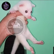 musang leucistic / musang lucy / musang putih / musang pandan pets