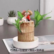 A+Grade Brazilian Wood Brazilian Wood Hydroponic Lucky Wood Flowering Green Plant Indoor Four Season