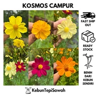 40pcs Benih bunga kosmos campur warna/ cosmos mix / cosmos sulphureus #cosmosflower