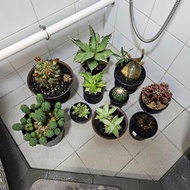 塊根植物