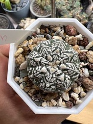 塊根植物 多肉植物 3.3cm V兜 奇跡兜 有根定植