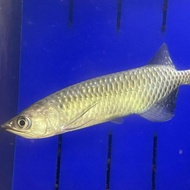 ikan arwana jardini irian papua 12-13cm