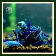 皇家水族 藍絲絨 藍米蝦 米蝦 觀賞蝦 活餌