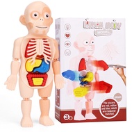 Human Body Model