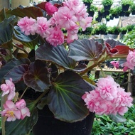 TANAMAN HIAS BEGONIA MAWAR PINK-BEGONIA BUNGA TUMPUK