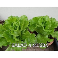 Benih Sayur Salad 4 Musim