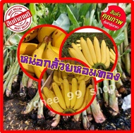 หน่อกล้วยหอมทอง #ลูกใหญ่ พันธุ์เพชรบุรีแท้ #กล้วยหอมทอง ต้นกล้วยหอมทอง (1หน่อ/แพ็ค)