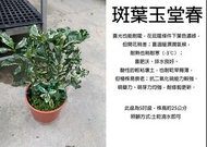 心栽花坊-斑葉玉堂春/5吋/綠化植物/綠籬植物/香花植物/售價300特價250