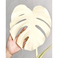 bonggol monstera marmorata variegata albino