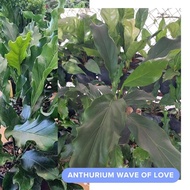 Anthurium Wave of Love Garden Decoration