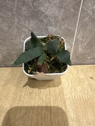 玉女鹿角蕨杯苗