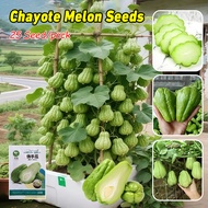 25pcs/pack Fresh Sayote Chayote Seeds for Planting Vegetables Plants (Fast Grow Seeds) High Yield Ch