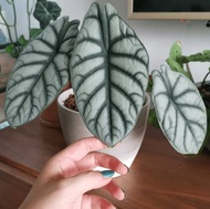 Alocasia Silver Dragon with FREE plastic pot, pebbles and soil. Real Plants not Seeds / Indoor Plant / Plants fo Sale.