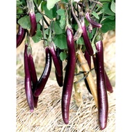 100 Benih Bibit Biji - Terong Ungu Pingtung Long F1 Hibrida Seeds - Panen dalam 80 Hari - Tipe Rampi