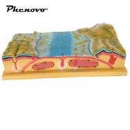 [Phenovo] Scientific Geology School Teaching Aids - Plate Tectonics Model Display Kit