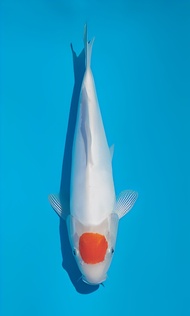 Ikan Koi Import Tancho Kohaku Doitsu Shinoda 33cm