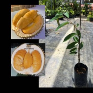 ANAK POKOK DURIAN DURI HITAM. OCHEE BLCK THORN. POKOK HYBRID(KAHWIN). DURIAN DURI HITAM. FAST SHIPPI
