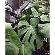 MONSTERA  DELICIOSA PLANT
