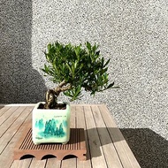 小品盆栽-日本梔子花 喜代譽 盆景