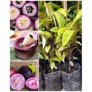 KKB Star Apple Caimito Buah Susu Vietnam Chrysophyllum cainito Epal Bintang