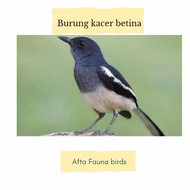 Burung kacer betina siapan
