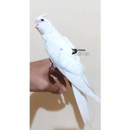 parkit australia / falk albino mm