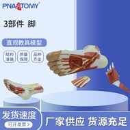 Layer Model Foot Anatomy Anatomy Structure Model Foot pnt-03453 Parts Human Body Muscle Feet NNV9