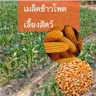 เม็ดข้าวโพดเลี้ยงสัตว์ =1 กิโลกรัม  เมล็ด ข้าวโพดปลูก เมล็ดพันธุ์ข้าวโพดปลูก ข้าวโพดเลี้ยงสัตว์ เม็ด