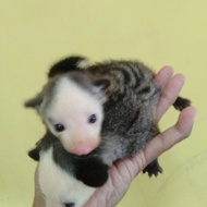 bayi musang pandan mozaik 