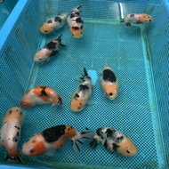 Promo|New|Terbaru Goldfish High Quality Milk Cow Ranchu Sapi China