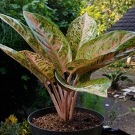 Aglaonema / Aglonema Big Roy