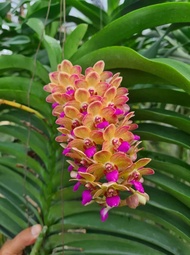 [Siêu Sale] ngọc điểm hồng gấm hàng sắp nụ hoa cho hoa quanh năm thơm lâu tàn