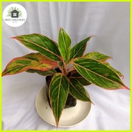 ♞Aglaonema Pink Siam / Pink Lipstick