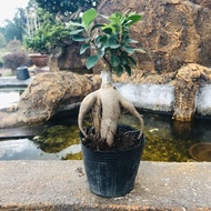 Live Mini Ginseng Bonsai / Bonsai Ginseng Kecil Pokok Hidup / Outdoors and Indoors Plant