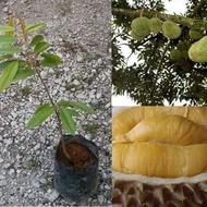 Anak pokok durian musang king kahwin / musang king durian hybrid plant / 猫山王榴梿幼苗