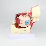 Good Eye Model Anatomical Eye Model Eyeball And Eyelid Model Removable Eye And Optic Nerve For Eye S