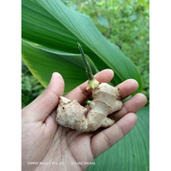 BENIH / HALIA SIAM / HALIA THAILAND / GINGER SIAM / GINGER THAILAND / BENIH HALIA / HALIA