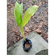 pokok temu pauh (ulam)